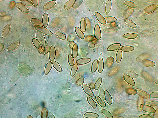 Xerocomus bubalinus   (Oolbekk. & Duin)  Redeuilh